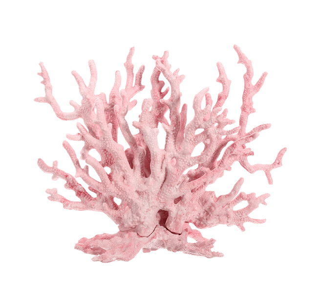 pink coral