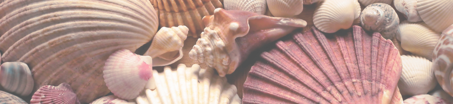 seashell banner