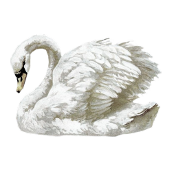 art of a swan